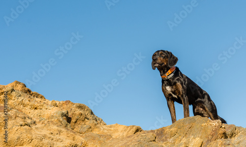 dog on rock