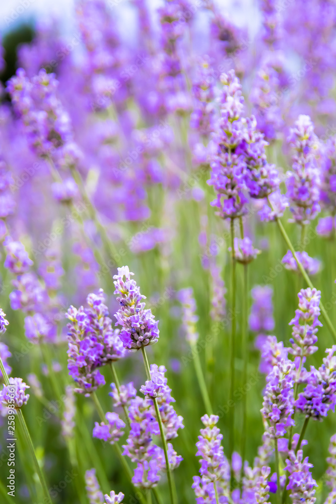 Naklejka premium lavender flowers