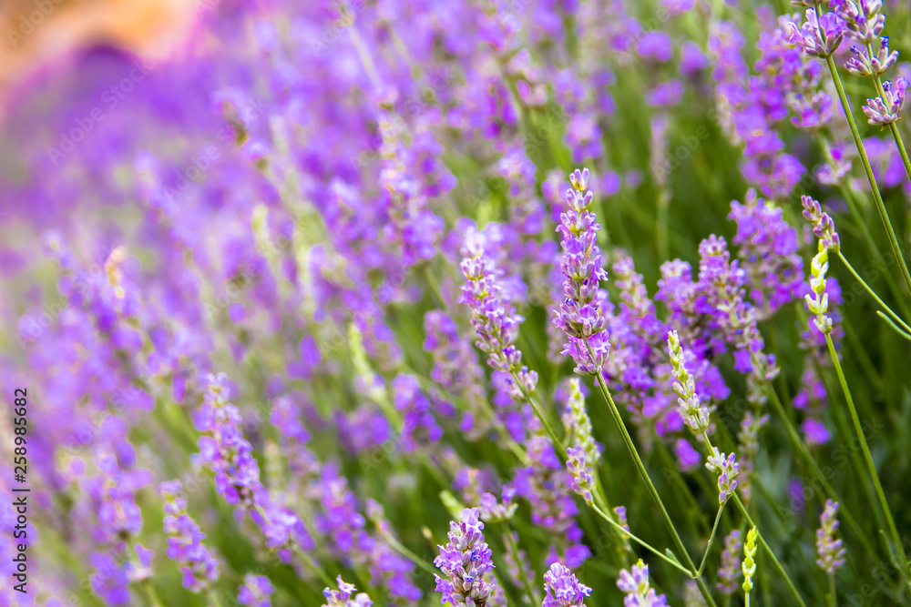 Naklejka premium lavender flowers