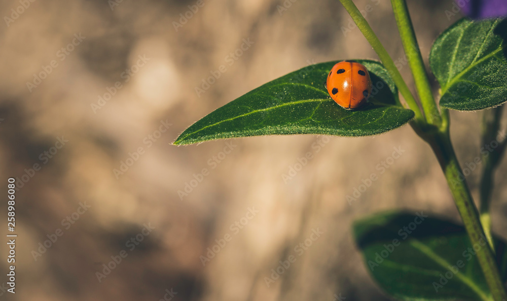Ladybird on a sunny green leaf with brown background Ladybird on a sunny green leaf with brown background