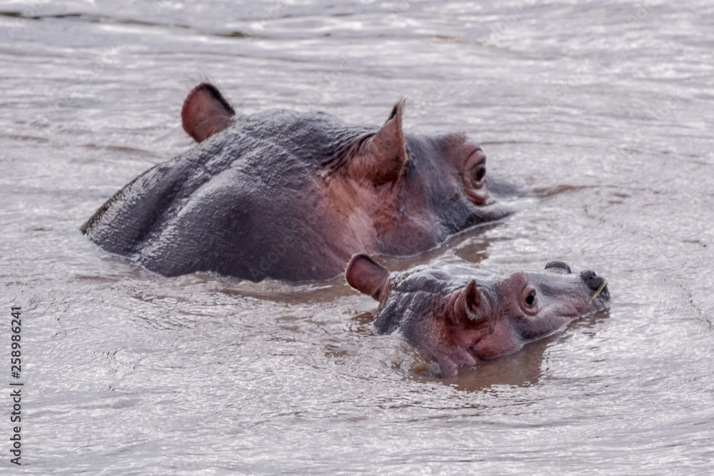 Fototapeta premium Family Hippo in Massai Mara