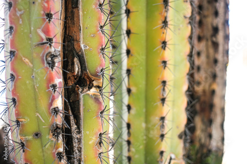 old Cactus tree Close Up