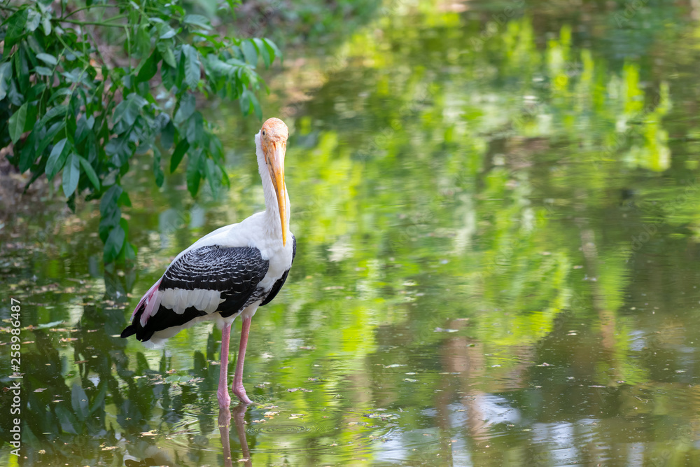 Fototapeta premium Selective focus medium shot wild painted stork bird standing in water for hunting fish with blurred backgrounds.