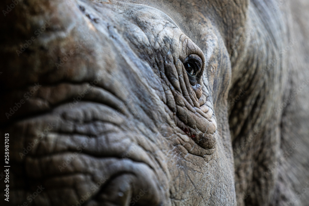 Obraz premium Selective focus extreme close up shot of portrait eye of a rhino / rhinoceros black face or face