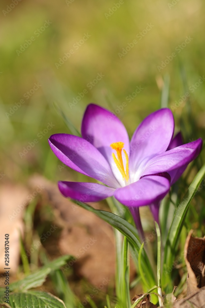 crocus in spring