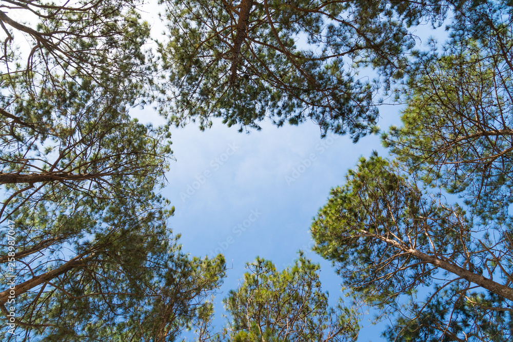 Obraz premium Pine tree summer in forest.