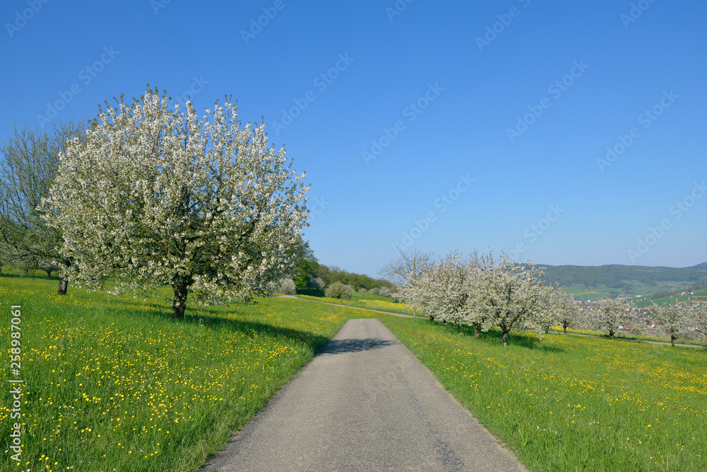 Landscape with Cherry trees in blossom and small rural road, Basel Canton Basel, Switzerland Landscape with Cherry trees in blossom and small rural road, Basel Canton Basel, Switzerland