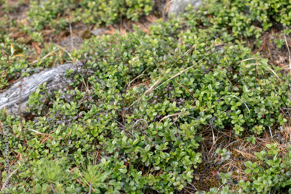 Beautiful natural green grass in a forest.close up view. Nature background and wallpaper concept. Beautiful natural green grass in a forest.close up view. Nature background and wallpaper concept.