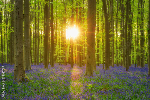 Bluebell flowers in a hardwood forest in early spring, Hallerbos, Flanders, Belgium