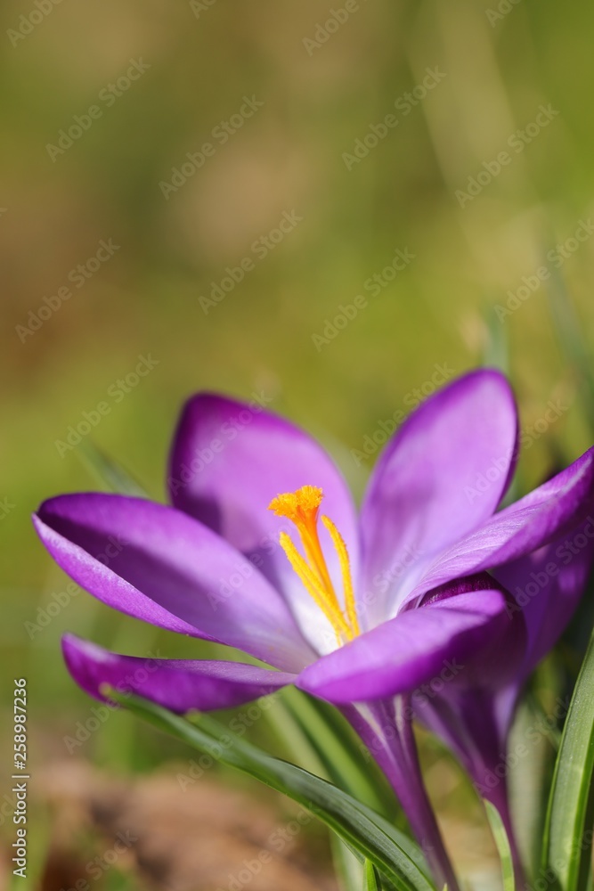 crocus in spring crocus in spring