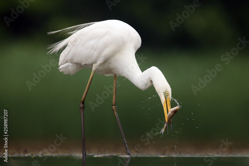 The great egret (Ardea alba), also known as the common egret fishing in the shallow lagoon.White heron with green background.Big white heron with fish on the beak.