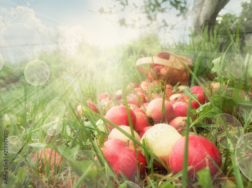 Red apple harvest on the grass. Outdoor picture with sunlight