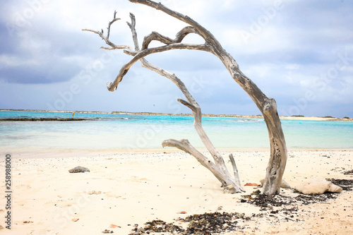 Fototapeta Naklejka Na Ścianę i Meble -  Old and dry divi-divi tree at Baby beach Aruba