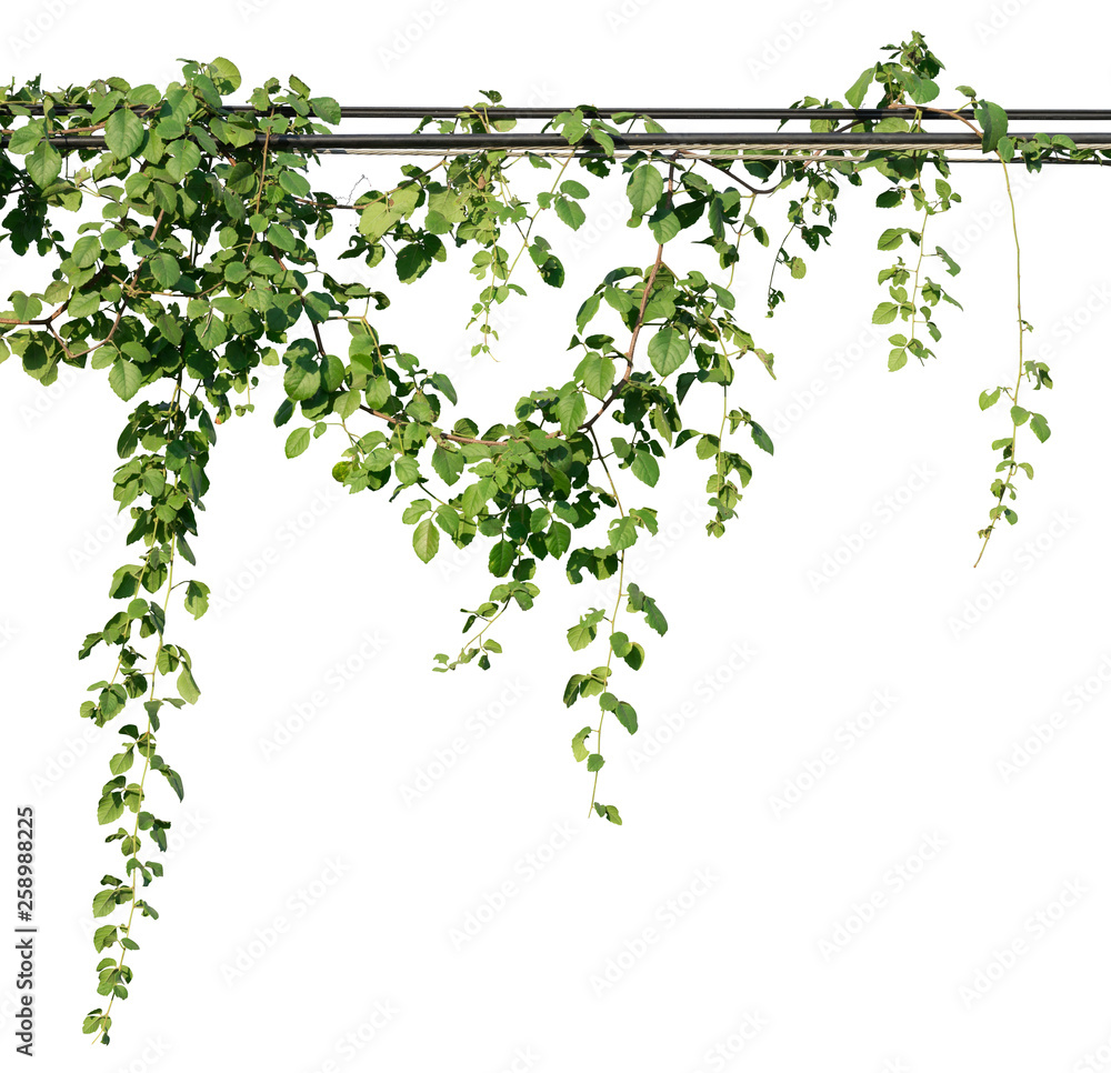 Vine plants, Greenery leaves isolated on white background have clipping