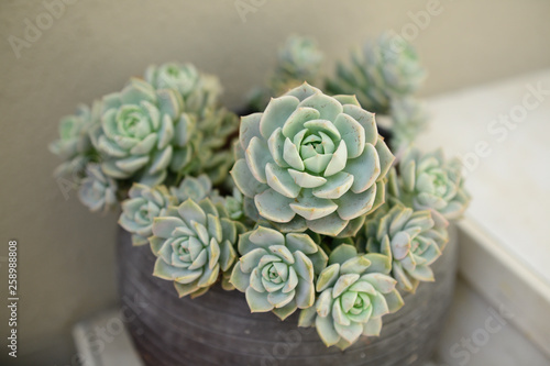 Echeveria elegans growing in a pot photo