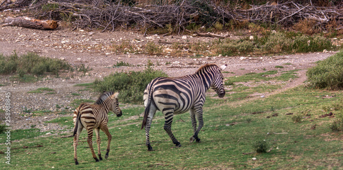 zebra mother and her baby