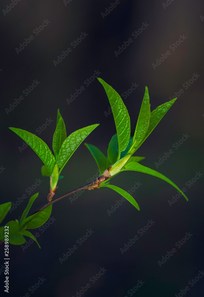 Fototapeta premium Fresh leaves on tree branch. Spring and summer concept.