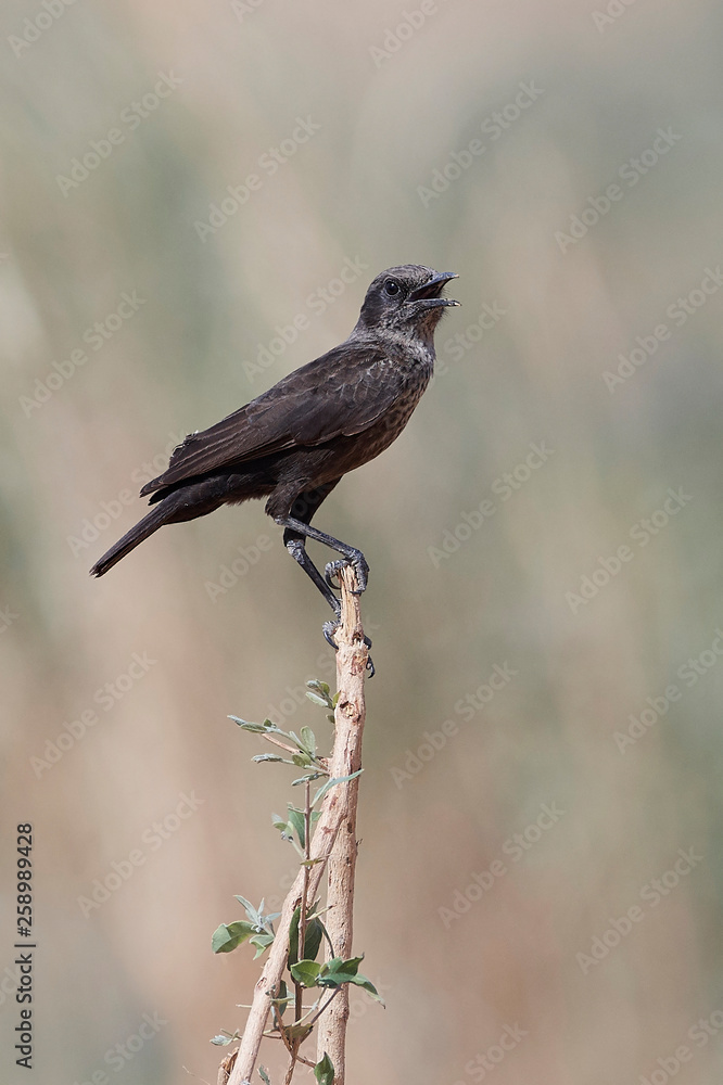 Obraz premium Northern anteater-chat (Myrmecocichla aethiops)