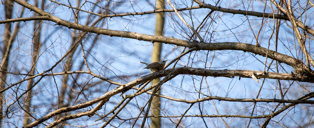 Bird on a tree Bird on a tree