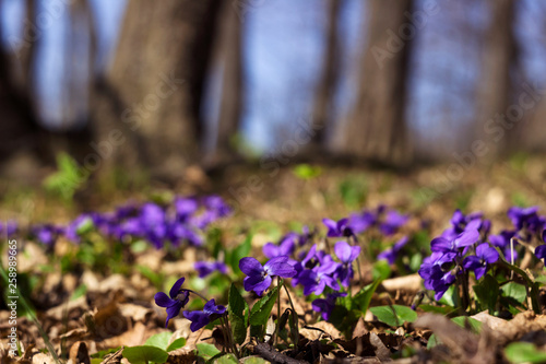 Viola odorata  Sweet Violet  English Violet  Common Violet  - violet flowers bloom in the forest in spring wild meadow  background