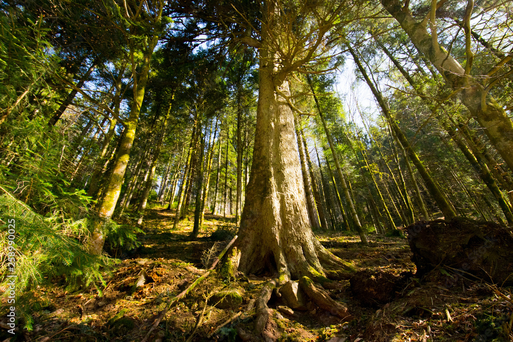 Das Renchtal im Schwarzwald nahe Oppenau Das Renchtal im Schwarzwald nahe Oppenau