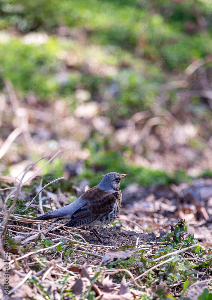 Bird in grass Bird in grass