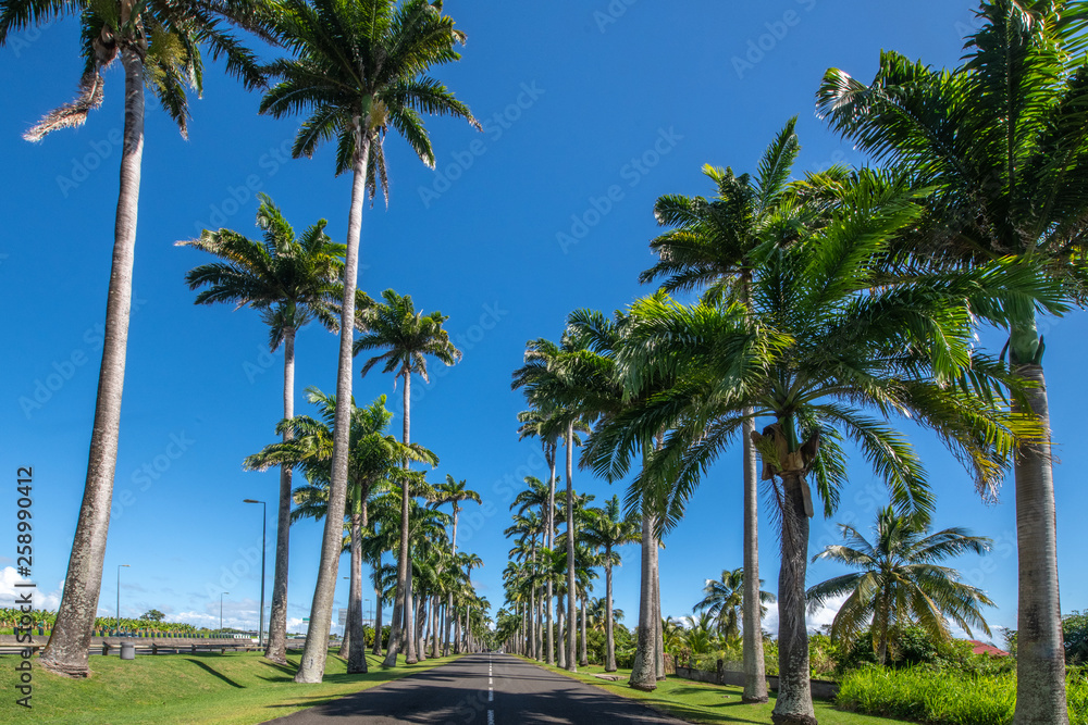 Allée Dumanoir Guadeloupe