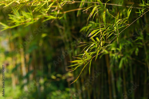 bamboo tree background