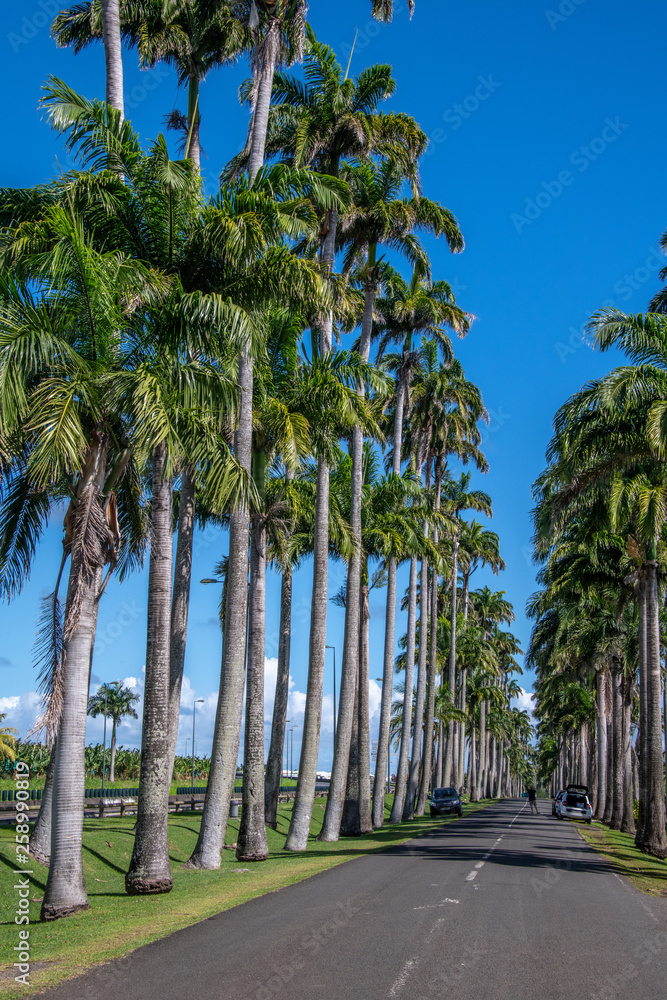 Fototapeta premium Allée Dumanoir Guadeloupe
