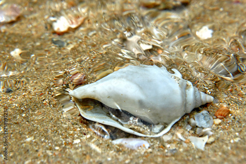 sea shell in water