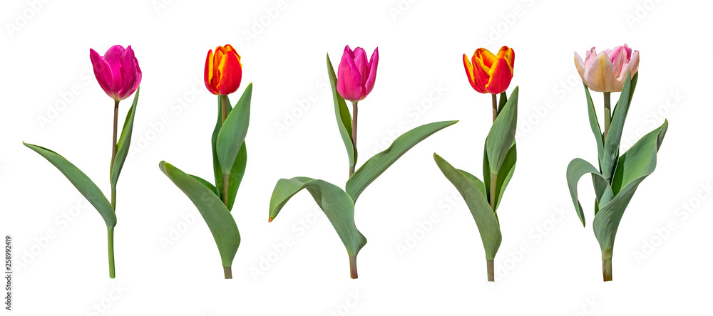 Colorful tulip flowers isolated on white background Colorful tulip flowers isolated on white background