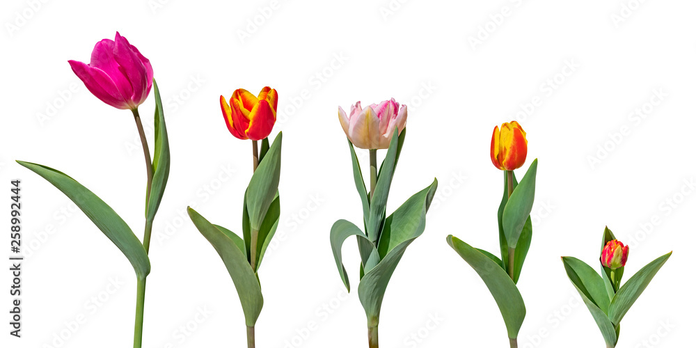 Set of colorful tulip flowers isolated on white background