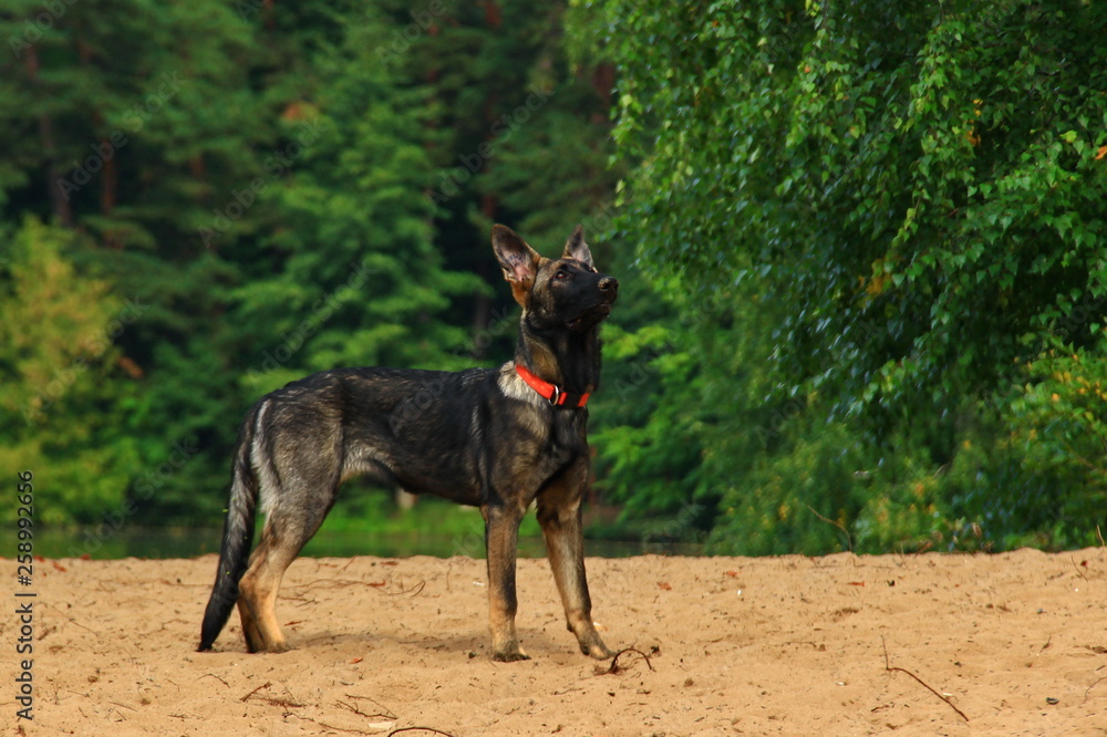 German shepherd on the sand against the green