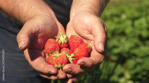 Male hand shows red strawberries in his hands. farmer gathers ripe berry. gardener palm shows delicious strawberries in summer in garden. close-up