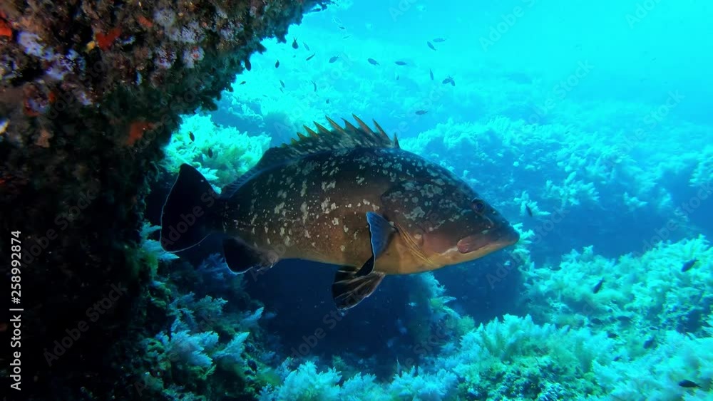 Marine life - Grouper fish near the camera - Marine life - Grouper fish near the camera -