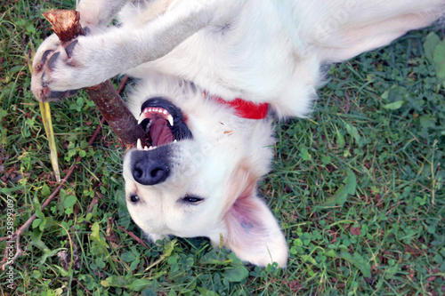 beautiful good white happy dog Golden Retriever lying on the grass with a wood stick in his teeth