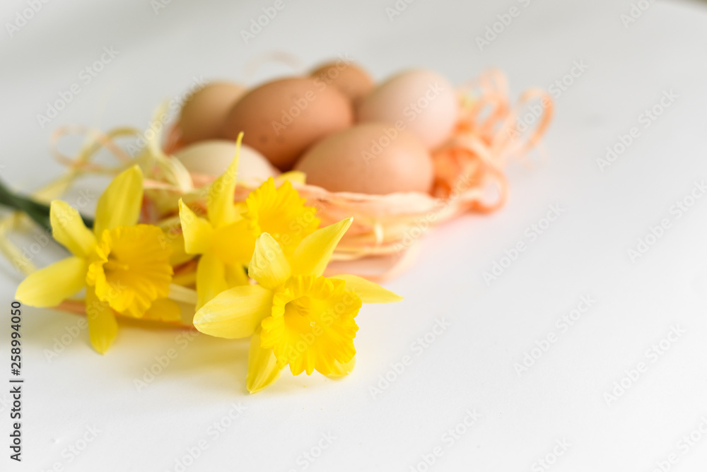 Easter eggs in a bascule with narcissus. chicken eggs