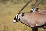Oryx (oryx gazella) in der Kalahari in Südafrika