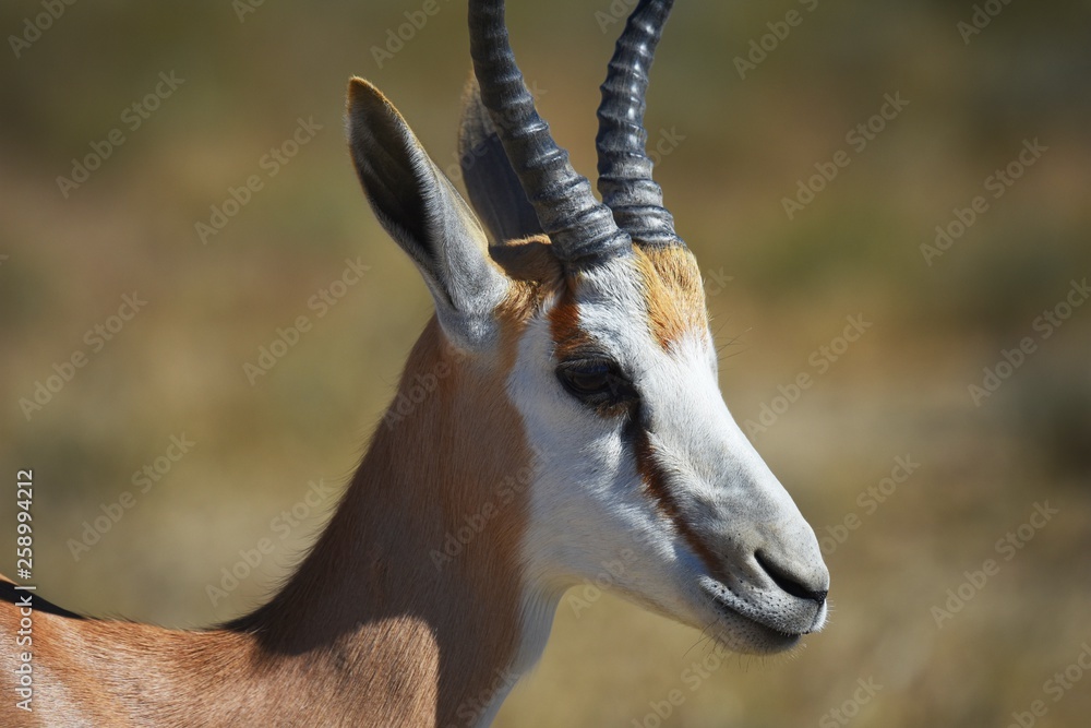 Fototapeta premium Springbock (antidorcas marsupialis) in der Kalahari (Namibia)