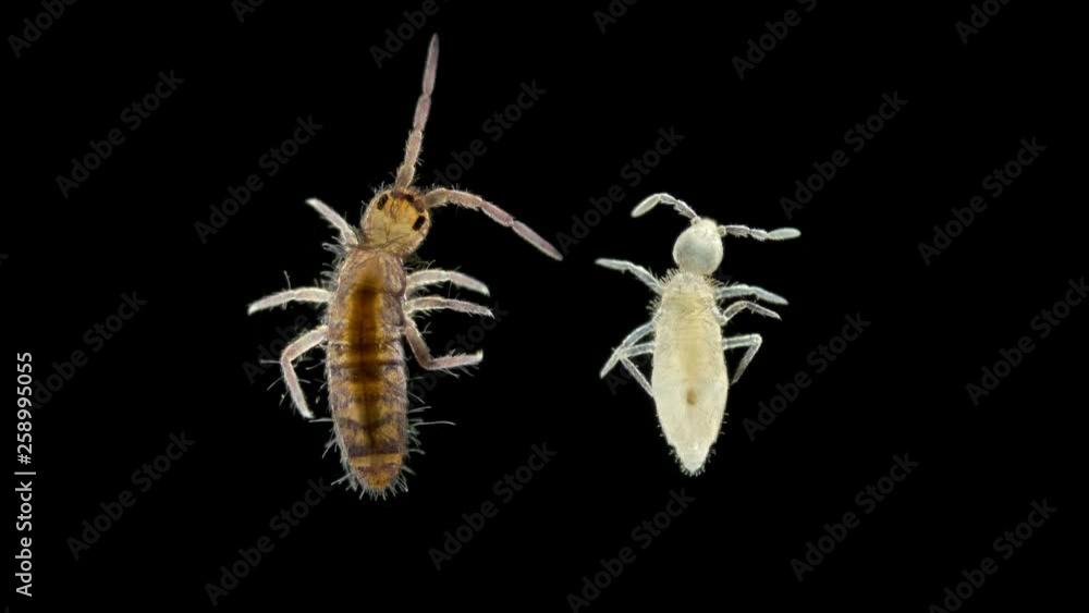 Collembola insect or springtail under the microscope Stock Video ...