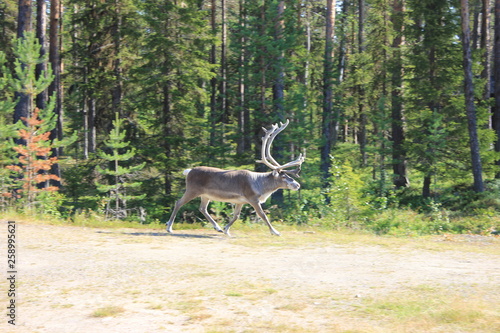 Fototapeta Naklejka Na Ścianę i Meble -  laponia