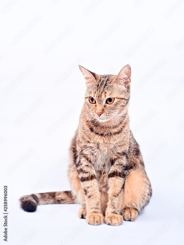 stripped stray cat in white background