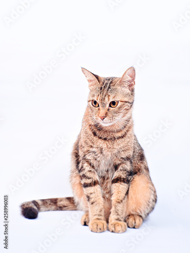 stripped stray cat in white background