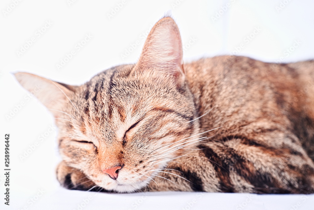 Fototapeta premium stripped stray cat in white background