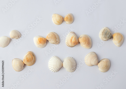 Shells