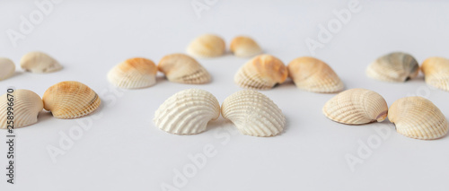 Shells