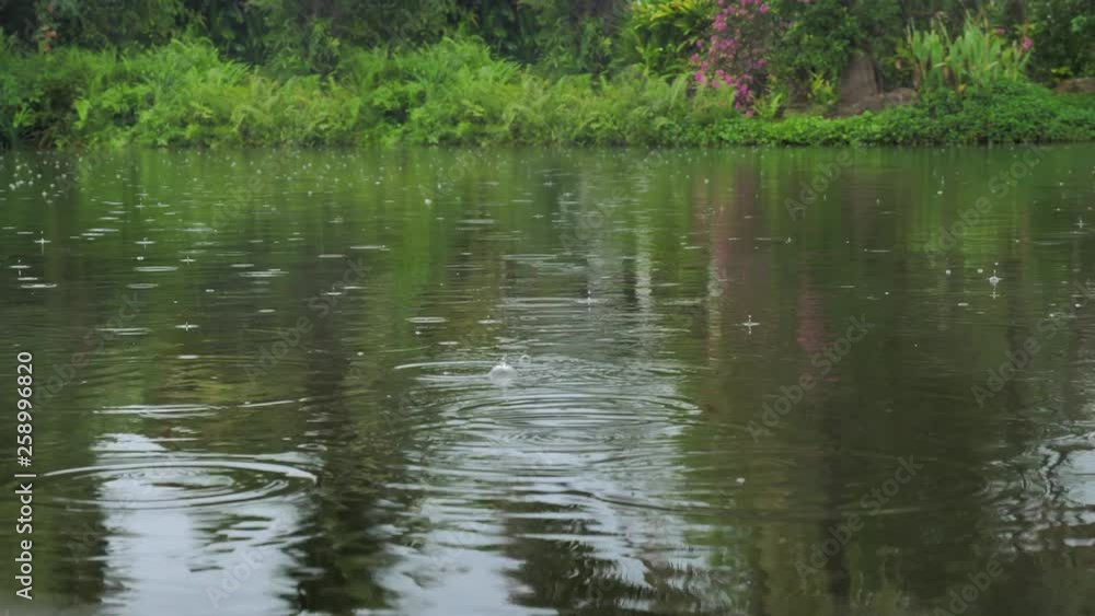 Drizzling Rain Drops Falling on Lake Surface in Wild Tropical Forest Drizzling Rain Drops Falling on Lake Surface in Wild Tropical Forest
