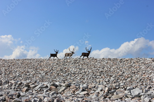 Fototapeta Naklejka Na Ścianę i Meble -  Laponia
