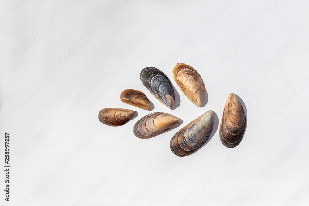Shells Shells