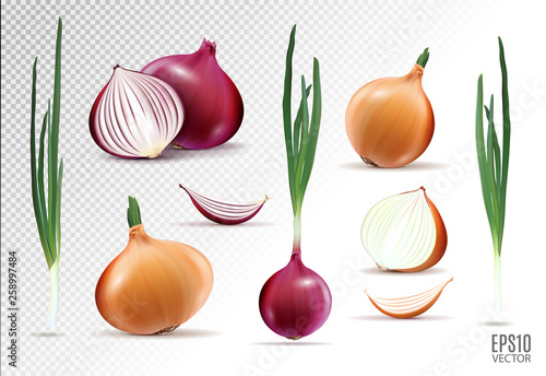 Foto Vector collection of onions with slices isolated on transparent background